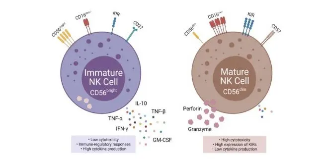 NK细胞即自然杀伤细胞的表型和功能特性介绍_生物器材网